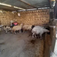 ۸عدد گوسفند همه شک اول بره آبستن پستان کرده|حیوانات مزرعه|ایلام, |دیوار