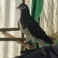 کبوتر چادری