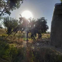 آلو درجه یک با قیمت مناسب