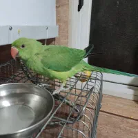 طوطی ملنگو پنج ماهه