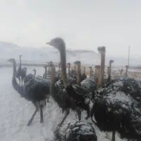 کارگر دامداری متعهد و متاهل