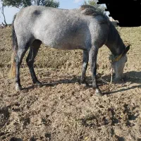 اسب مادیان
