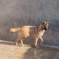 سگ‌ نگهبان بومی