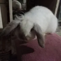 خرگوش لوپ|موش و خرگوش|سرخرود, |دیوار