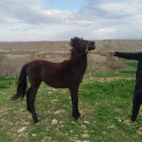 کره نریان یرقه 10ماه