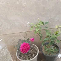 پرستار کودک هستم