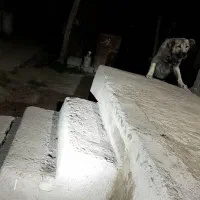 سگ سرابی یک ساله