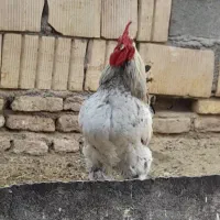 خروس جوان‌و‌چاق|حیوانات مزرعه|تربت جام, مسکن ملی|دیوار