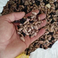 فروش بذر لوبیا چیتی و پاچ .و انجام کارهای باغی