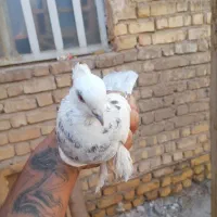 کفتر طوق سرور|پرنده|شیراز, گچی|دیوار