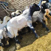 قوچ داشتی درجه یک