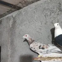 هفت رنگ ماده|پرنده|تاکستان, |دیوار