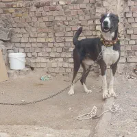 سگ دوسال بضمانت گله جوان قلدور