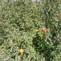 فروش-باغچه-وزمین-های-مناسب-ویلا-وسرمایه-گذاری