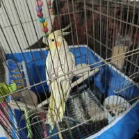 عروس هلندی ماده