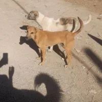 سگگ|سگ|شاهرود, |دیوار