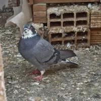 نر سبز چونه سفید