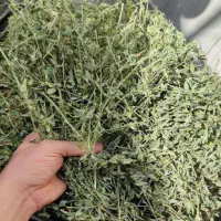 خرید و فروش یونجه با بهترین کیفیت