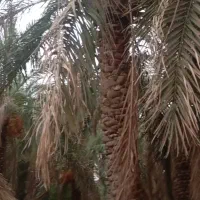 خوشه بری