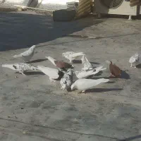 کبوتر پرشی|پرنده|اصفهان, مسجد مصلی|دیوار