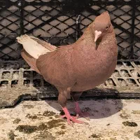 دم سفید|حیوانات|اهواز, حصیرآباد|دیوار