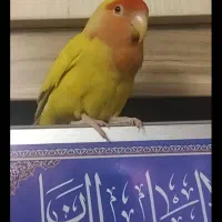 گم شدن ۱عدد طوطی برزیلی نیم وام|حیوانات|قم, دورشهر|دیوار