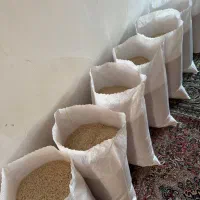 برنج صدری دم سیاه سوزنی کوچصفهان|خوردنی و آشامیدنی|کوچصفهان, |دیوار