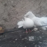 کبوتر