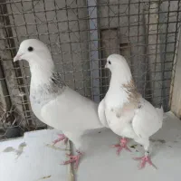 کبوتر طوقی ودمسفید