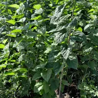 نهال چنار..انار..وشاتوت باکیفیت عالی وریشه خوب