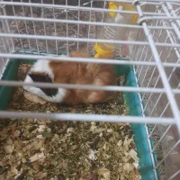 خوکچه هندی وبازیگوش