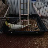 4عروس هلندی و یه دونه جوجه