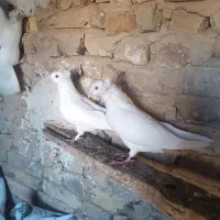 کبوتر رنگ پرش|پرنده|خنجین, |دیوار