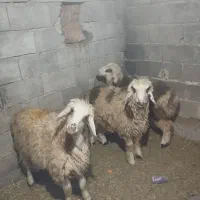 بره|حیوانات مزرعه|دهدشت, |دیوار