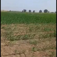 اجاره ۸ هکتار زمین کشاورزی برای کاهو