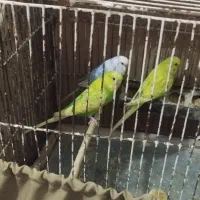 پرنده|پرنده|گرمسار, |دیوار