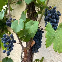 دراگون زیتون پسته بادام سیب اواکادو|خدمات باغبانی و درختکاری|بوشهر, |دیوار