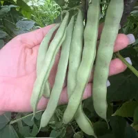 سس پیله|خوردنی و آشامیدنی|فومن, |دیوار