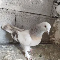 کفتر سوسنی و هودی بزن