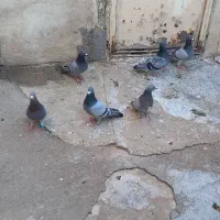 کبوتر پلاکی و سرخ دم سفید