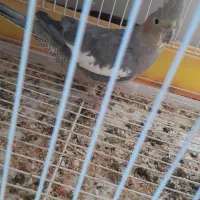 پرنده ماده