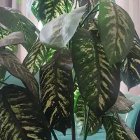 گل مصنوعی|گل مصنوعی|یاسوج, |دیوار