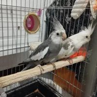 عروس هلندی مولد با تخم