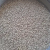 برنج عنبربو