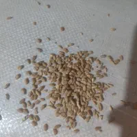 گندم دیم آبی