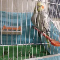 جفت عروس هلندی|پرنده|بندر امام خمینی, |دیوار