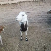 بز پاکستانی|حیوانات مزرعه|زرند, |دیوار