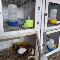 کبوتر|پرنده|رفسنجان, |دیوار