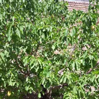 فروش ویلا قودجان|فروش خانه و ویلا|خوانسار, |دیوار