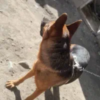 سگ ژرمن ۲ ساله|سگ|اردبیل, |دیوار